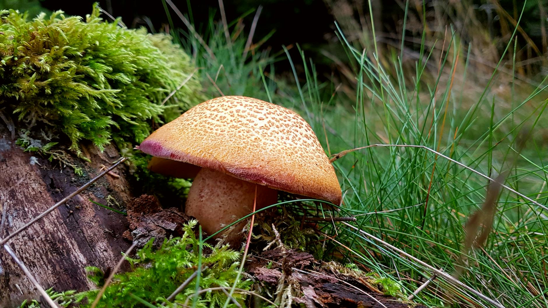 Kudowa-Zdrój 25 lat temu: miasto w transformacji